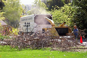 Brush Clearing
